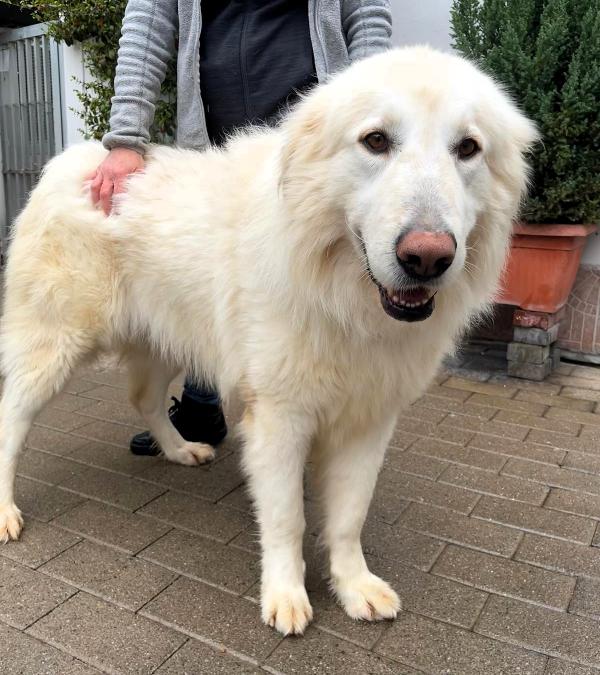 RAMBO BELLISSIMO MAREMMANO Foto 4